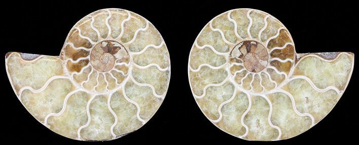Polished Ammonite Pair - Agatized #68852